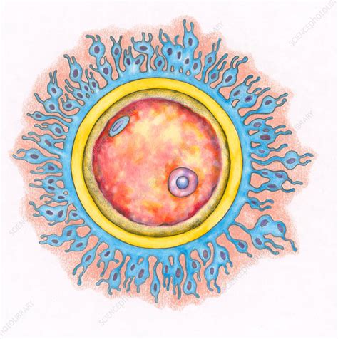 human egg visible|5 Female egg cell facts: How many eggs does a。